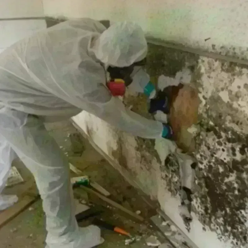 Mold Remediation and Removal in Chino Valley, AZ